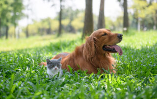How to Keep Outdoor Pets Happy and Healthy: A Guide by Home & Garden