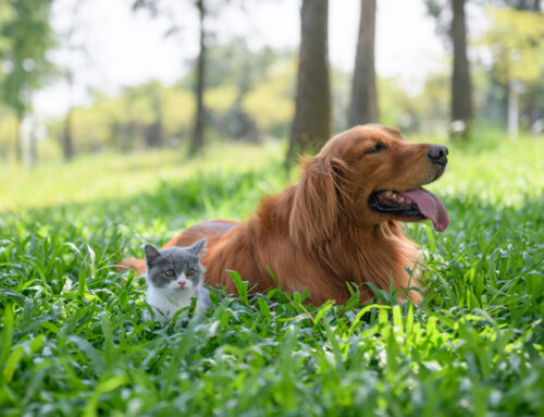 How to Keep Outdoor Pets Happy and Healthy: A Guide by Home & Garden