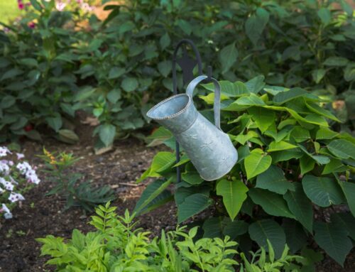 Late Summer Gardening Tips: How to Maintain Your Garden as the Season Changes